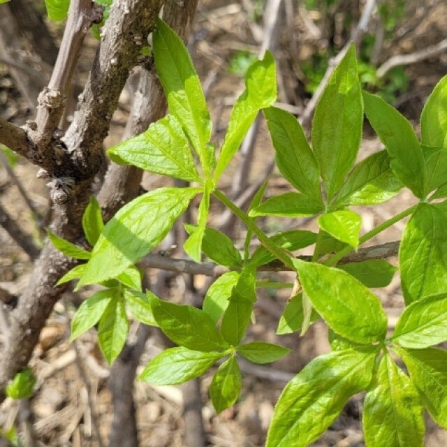 양양김양희들기름,양양더팜 오가피나물 1kg/2kg
