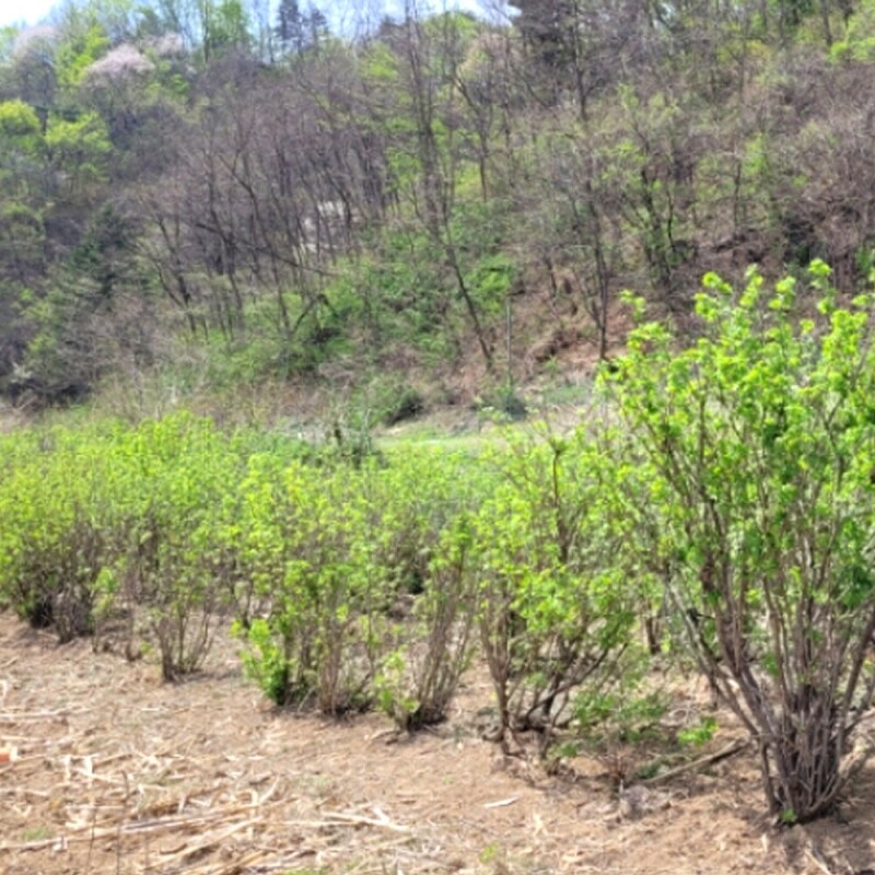 양양김양희들기름,양양더팜 오가피나물 1kg/2kg