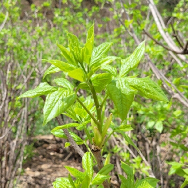 양양김양희들기름,양양더팜 오가피나물 1kg/2kg