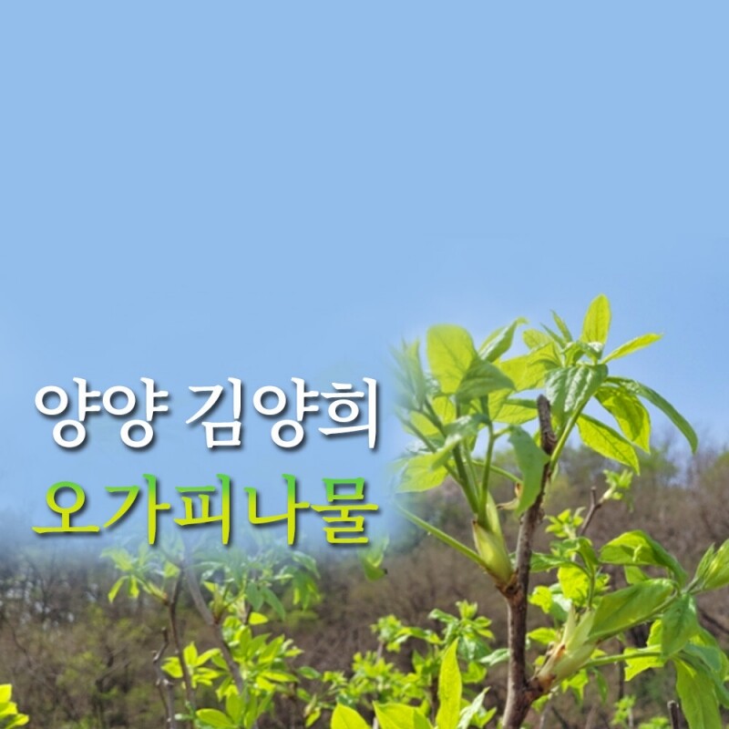 양양김양희들기름,양양더팜 오가피나물 1kg/2kg