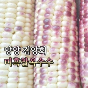 양양더팜 미흑찰옥수수 20개,30개